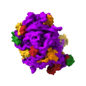 Thiopeptide antibiotic Nosiheptide bound to the large ribosomal subunit of Deinococcus radiodurans