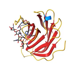 Crystal structure of human galectin-9 N-terminal CRD in complex with N-acetyllactosamine dimer (crystal 1)