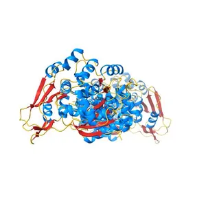 Structural features of native human thymidine phosphorylase and in complex with 5-iodouracil