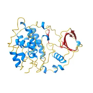 Crystal structure of the catalytic subunit of human protein kinase CK2