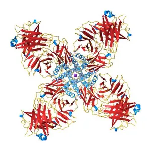 Potassium Channel KcsA-Fab complex in high concentration of K+