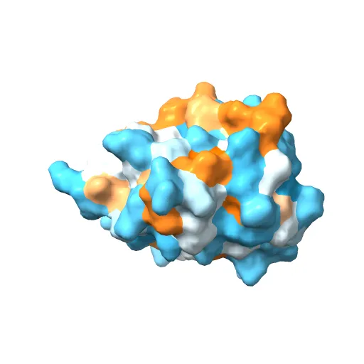 Crystal structure of Fel d 1- the major cat allergen — Image 6 of 13