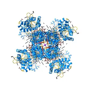 Shaker family voltage dependent potassium channel (kv1.2-kv2.1 paddle chimera channel) in association with beta subunit