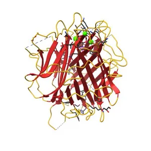 Crystal Structure of a Single-chain Trimer of Human Adiponectin Globular Domain