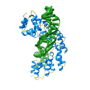 Crystal structure of human MTERF1 bound to the termination sequence