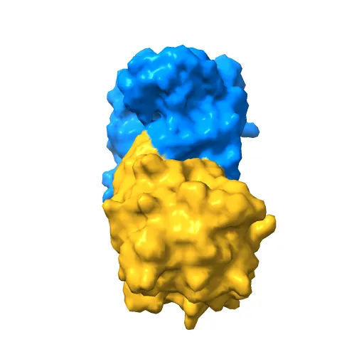 CRYSTAL STRUCTURE OF RECOMBINANT HUMAN TRIOSEPHOSPHATE ISOMERASE AT 2.8 ANGSTROMS RESOLUTION. TRIOSEPHOSPHATE ISOMERASE RELATED HUMAN GENETIC DISORDERS AND COMPARISON WITH THE TRYPANOSOMAL ENZYME — Фото 2 из 13