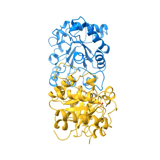 CRYSTAL STRUCTURE OF RECOMBINANT HUMAN TRIOSEPHOSPHATE ISOMERASE AT 2.8 ANGSTROMS RESOLUTION. TRIOSEPHOSPHATE ISOMERASE RELATED HUMAN GENETIC DISORDERS AND COMPARISON WITH THE TRYPANOSOMAL ENZYME — Фото 3 из 13