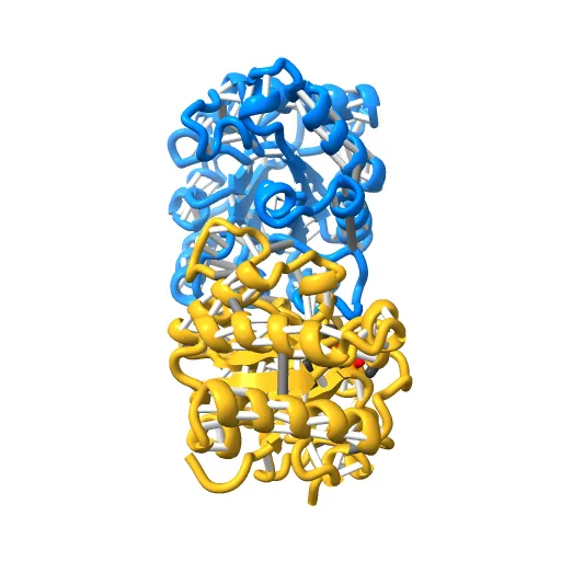 CRYSTAL STRUCTURE OF RECOMBINANT HUMAN TRIOSEPHOSPHATE ISOMERASE AT 2.8 ANGSTROMS RESOLUTION. TRIOSEPHOSPHATE ISOMERASE RELATED HUMAN GENETIC DISORDERS AND COMPARISON WITH THE TRYPANOSOMAL ENZYME — Фото 4 из 13