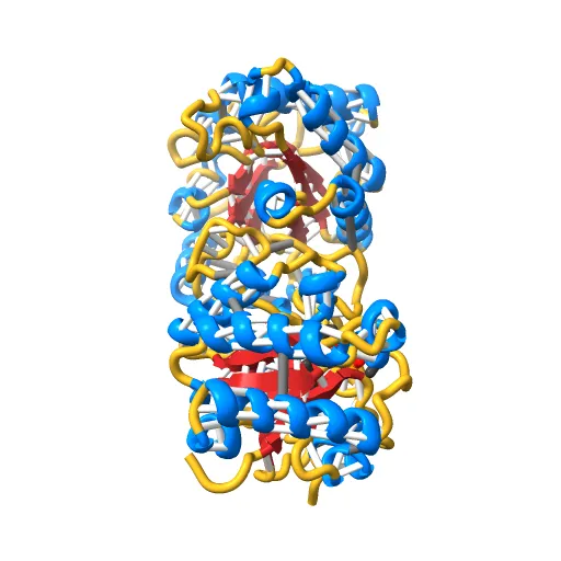 CRYSTAL STRUCTURE OF RECOMBINANT HUMAN TRIOSEPHOSPHATE ISOMERASE AT 2.8 ANGSTROMS RESOLUTION. TRIOSEPHOSPHATE ISOMERASE RELATED HUMAN GENETIC DISORDERS AND COMPARISON WITH THE TRYPANOSOMAL ENZYME — Фото 10 из 13