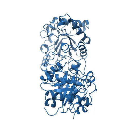 CRYSTAL STRUCTURE OF RECOMBINANT HUMAN TRIOSEPHOSPHATE ISOMERASE AT 2.8 ANGSTROMS RESOLUTION. TRIOSEPHOSPHATE ISOMERASE RELATED HUMAN GENETIC DISORDERS AND COMPARISON WITH THE TRYPANOSOMAL ENZYME — Фото 11 из 13