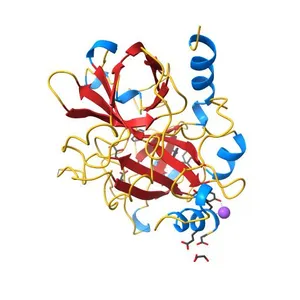 Crystal structure of thrombin mutant S195T (free form)