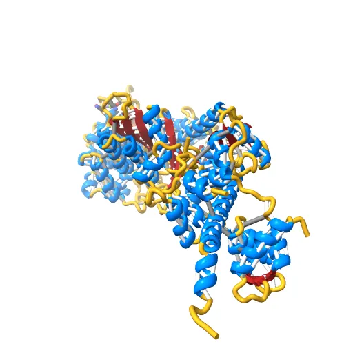 Crystal Structure of nucleotide-free Myosin 1b residues 1-728 with bound Calmodulin — Фото 12 из 13
