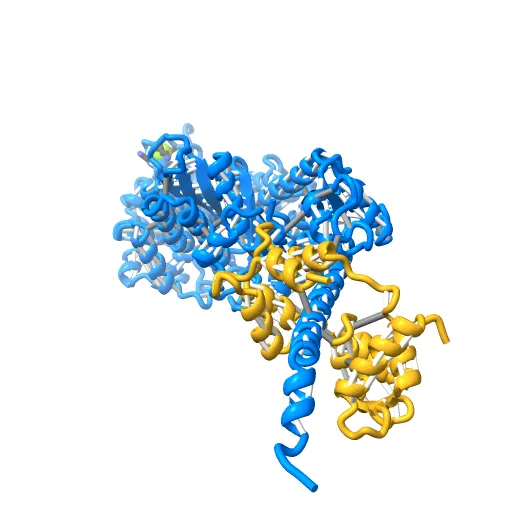 Crystal Structure of nucleotide-free Myosin 1b residues 1-728 with bound Calmodulin — Фото 6 из 13
