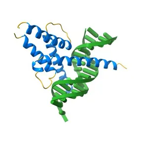 Intermolecular recognition revealed by the complex structure of human CLOCK-BMAL1 basic Helix-Loop-Helix domains with E-box DNA