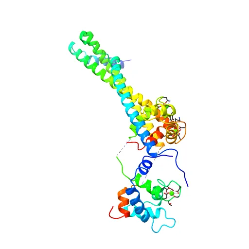 Crystal structure of the 52kDa domain of human cardiac troponin in the Ca2+ saturated form — Image 8 of 13