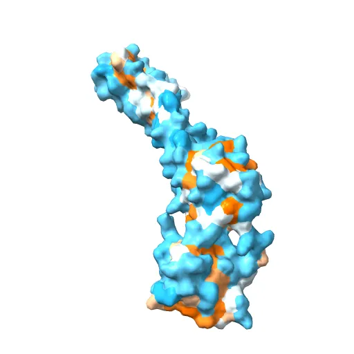 Crystal structure of the 52kDa domain of human cardiac troponin in the Ca2+ saturated form — Image 9 of 13