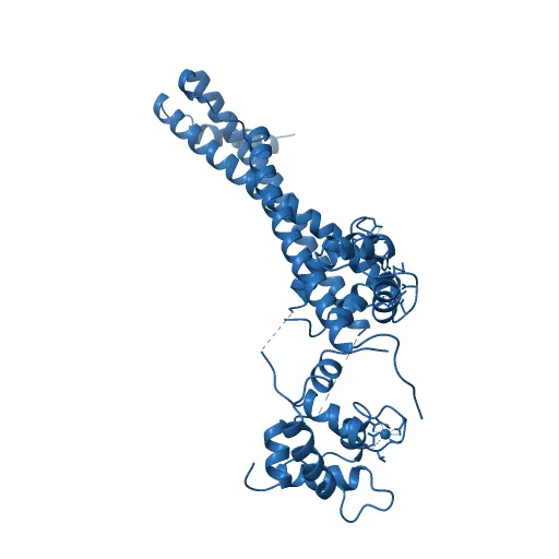 Crystal structure of the 52kDa domain of human cardiac troponin in the Ca2+ saturated form — Image 10 of 13