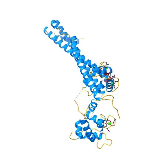 Crystal structure of the 52kDa domain of human cardiac troponin in the Ca2+ saturated form — Image 11 of 13