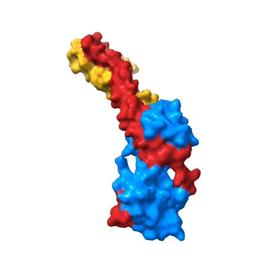 Crystal structure of the 52kDa domain of human cardiac troponin in the Ca2+ saturated form — Image 12 of 13