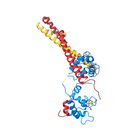 Crystal structure of the 52kDa domain of human cardiac troponin in the Ca2+ saturated form — Image 2 of 13