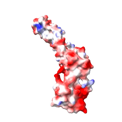Crystal structure of the 52kDa domain of human cardiac troponin in the Ca2+ saturated form — Image 4 of 13
