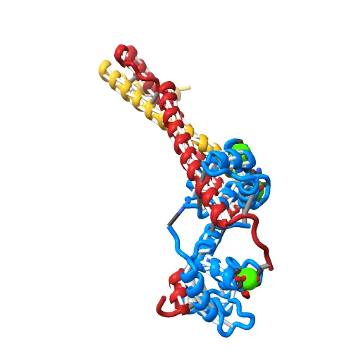 Crystal structure of the 52kDa domain of human cardiac troponin in the Ca2+ saturated form — Image 6 of 13