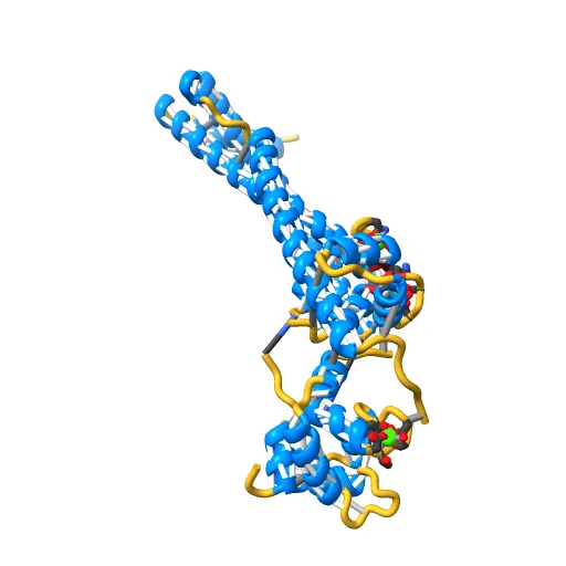 Crystal structure of the 52kDa domain of human cardiac troponin in the Ca2+ saturated form — Image 7 of 13
