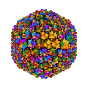 3.6-Angstrom cryoEM structure of human adenovirus type 5