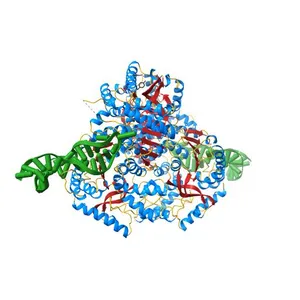 Structure of Plasmodium falciparum lactate dehydrogenase in complex with a DNA aptamer