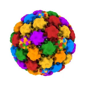 Pseudo-atomic structure of Human Papillomavirus Type 59 L1 Virus-like Particle