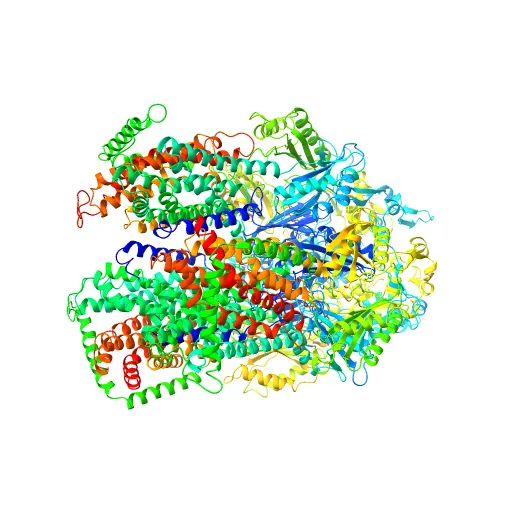 Asymmetric structure of trimeric AcrB from Escherichia coli — Фото 2 из 13