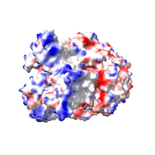Asymmetric structure of trimeric AcrB from Escherichia coli — Фото 4 из 13