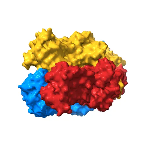Asymmetric structure of trimeric AcrB from Escherichia coli — Фото 7 из 13
