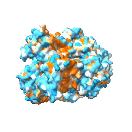 Asymmetric structure of trimeric AcrB from Escherichia coli — Фото 13 из 13