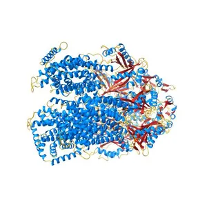 Asymmetric structure of trimeric AcrB from Escherichia coli