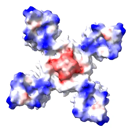 Crystal structure of the NavAb voltage-gated sodium channel (Ile217Cys, 2.7 A) — Фото 6 из 13