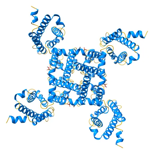 Crystal structure of the NavAb voltage-gated sodium channel (Ile217Cys, 2.7 A) — Фото 9 из 13