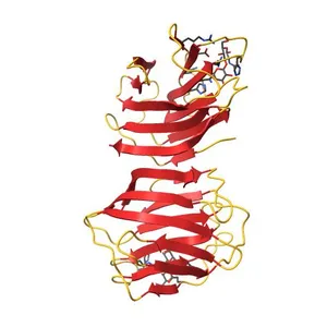 Crystal Structure of Human Galectin-1 in Complex with Type 1 N-acetyllactosamine