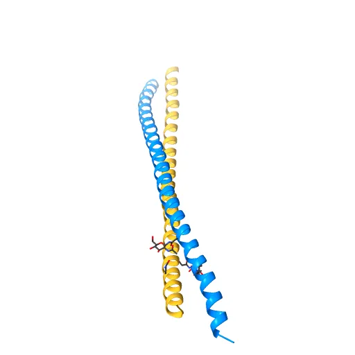 Crystal Structure of BST2-Tetherin Ectodomain expressed in HEK293T cells — Фото 4 из 13