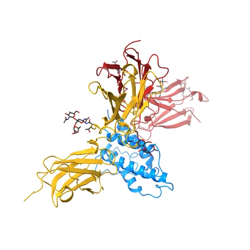 Crystal structure of the IL4-IL4R-Common Gamma ternary complex — Фото 2 из 13