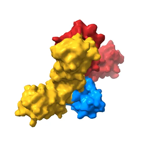 Crystal structure of the IL4-IL4R-Common Gamma ternary complex — Фото 5 из 13