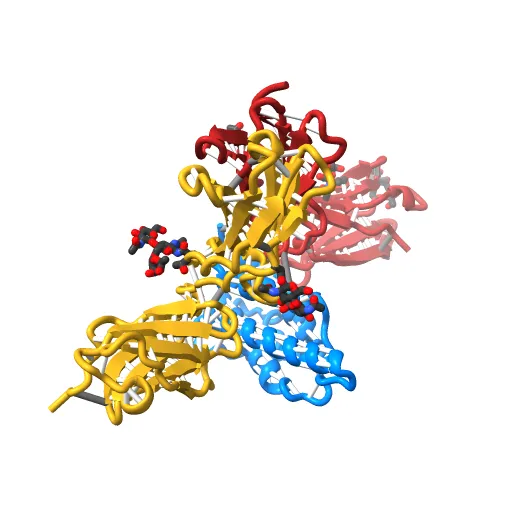 Crystal structure of the IL4-IL4R-Common Gamma ternary complex — Фото 6 из 13