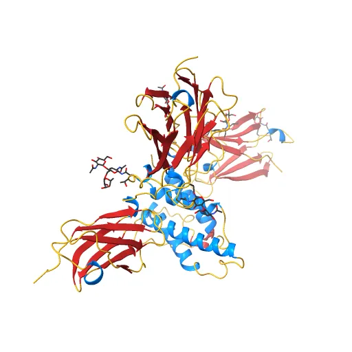 Crystal structure of the IL4-IL4R-Common Gamma ternary complex — Фото 8 из 13