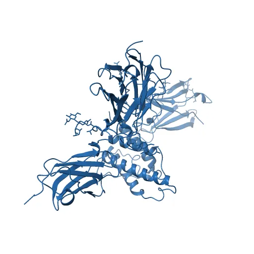 Crystal structure of the IL4-IL4R-Common Gamma ternary complex — Фото 9 из 13