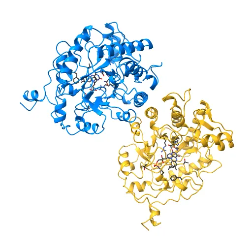 OLD YELLOW ENZYME AT 2 ANGSTROMS RESOLUTION: OVERALL STRUCTURE, LIGAND BINDING AND COMPARISON WITH RELATED FLAVOPROTEINS — Фото 8 из 13