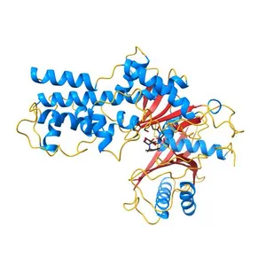 SEQUENCING A PROTEIN BY X-RAY CRYSTALLOGRAPHY. II. REFINEMENT OF YEAST HEXOKINASE B CO-ORDINATES AND SEQUENCE AT 2.1 ANGSTROMS RESOLUTION