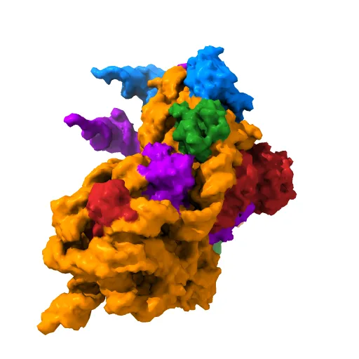 30S RIBOSOMAL SUBUNIT — Фото 2 из 4