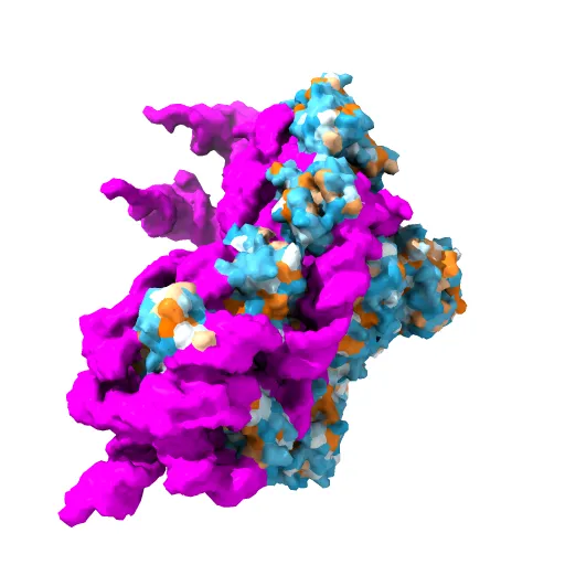 30S RIBOSOMAL SUBUNIT — Фото 3 из 4