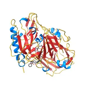 Structure of Beta-Secretase Complexed with Inhibitor