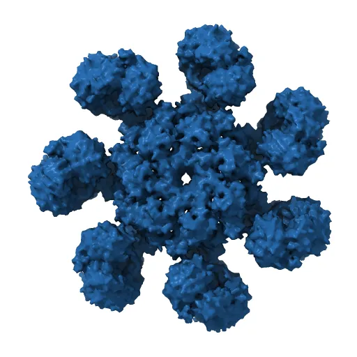 An improved model of the human apoptosome — Фото 2 из 4